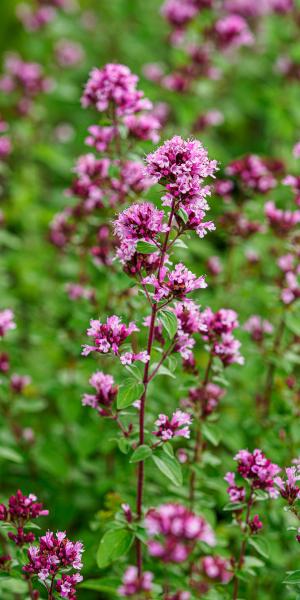 Origanum laevigatum