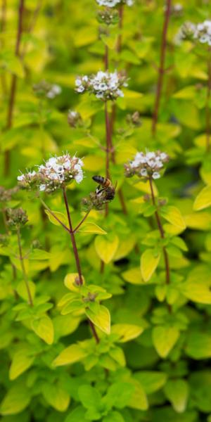 ORIGANUM vulgare 'Aureum'