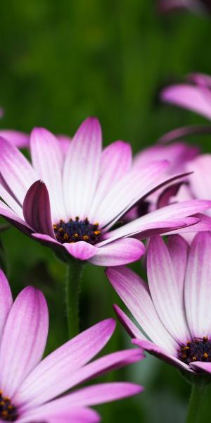 OSTEOSPERMUM 'Hardy Pink'