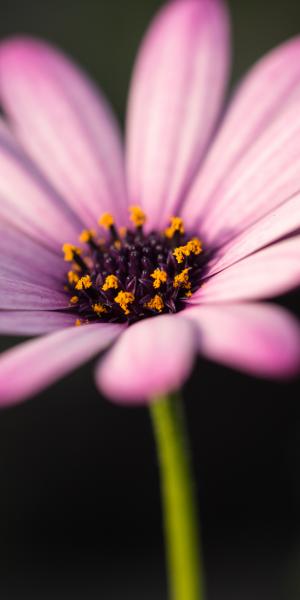 OSTEOSPERMUM 'Hardy Pink'