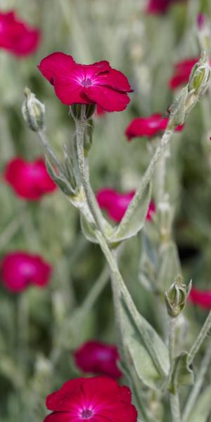 LYCHNIS coronaria