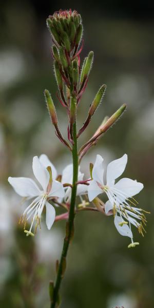 OENOTHERA sinuata