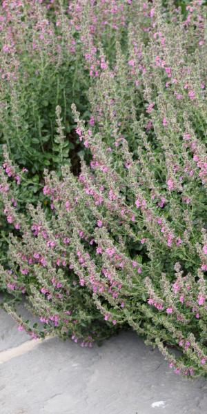 TEUCRIUM x lucidrys