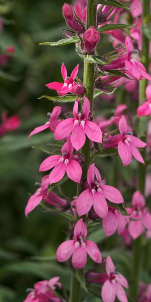 LOBELIA x speciosa 'Pink Elephant'