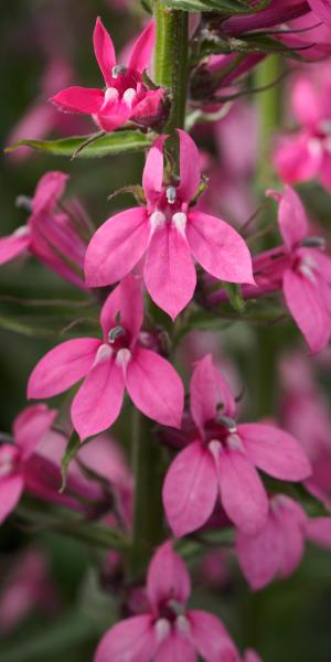 LOBELIA x speciosa 'Pink Elephant'