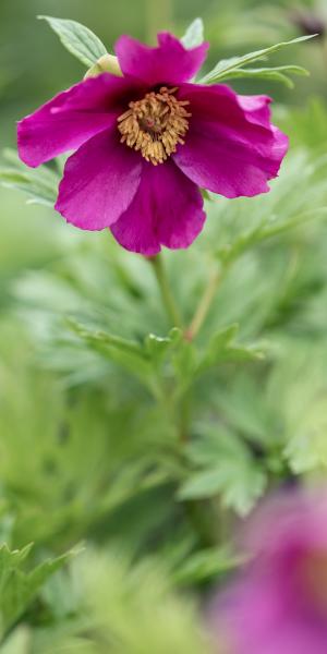 PAEONIA anomala subsp. veitchii