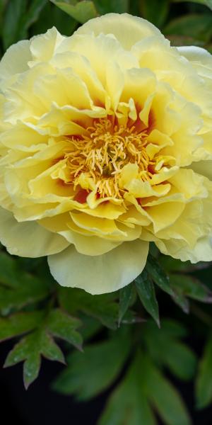 PAEONIA 'Bartzella'