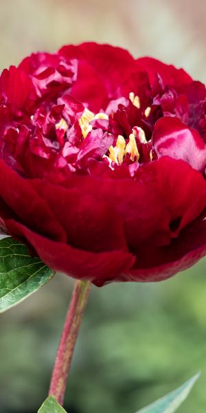 PAEONIA 'Buckeye Belle'