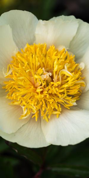 PAEONIA 'Claire de Lune'