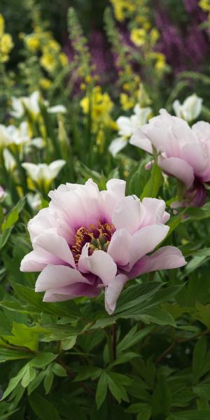 PAEONIA 'Cora Louise'