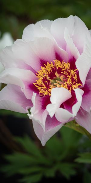 PAEONIA 'Cora Louise'