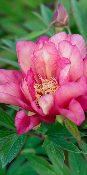 Paeonia 'Julia Rose'