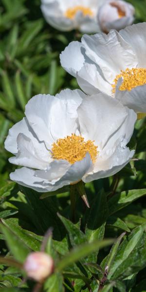 PAEONIA 'Krinkled White'