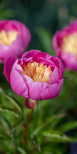 PAEONIA lactiflora 'Bowl of Beauty'