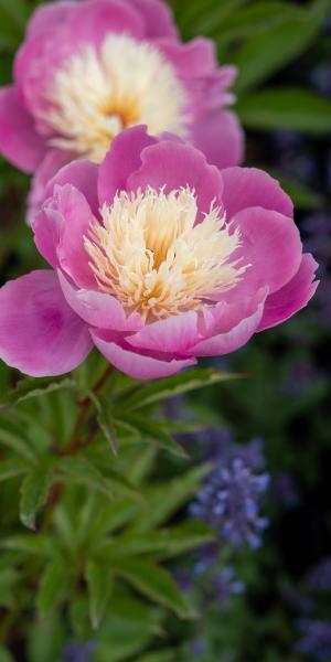 PAEONIA lactiflora 'Bowl of Beauty'