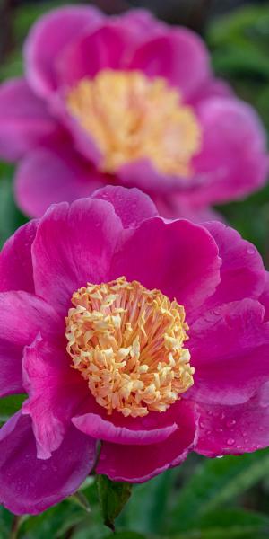 PAEONIA lactiflora 'Doreen'