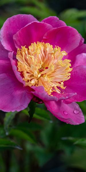 PAEONIA lactiflora 'Doreen'