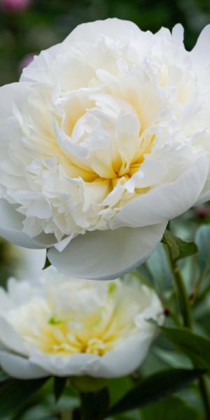 PAEONIA lactiflora 'Duchesse de Nemours' 