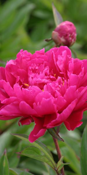 PAEONIA lactiflora 'Karl Rosenfield'