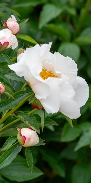 Paeonia 'Krinkled White'