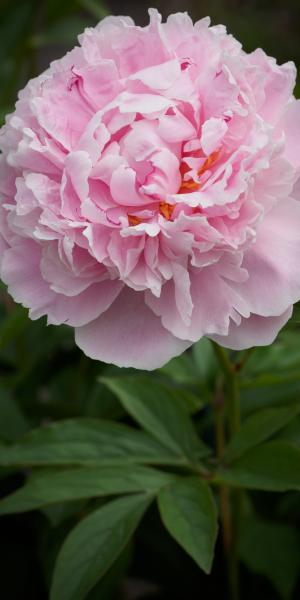 PAEONIA lactiflora 'Sarah Bernhardt'