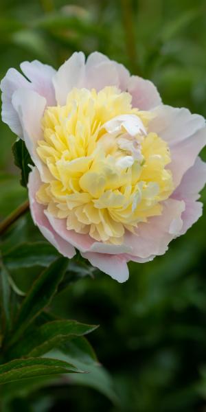 Paeonia lactiflora 'Primevère'