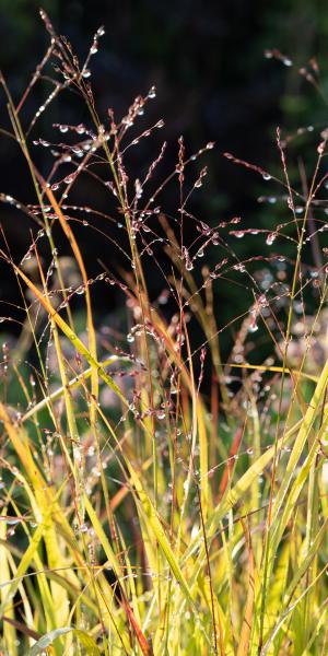 Panicum virgatum 'Shenandoah'