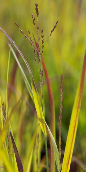 Panicum virgatum 'Shenandoah'