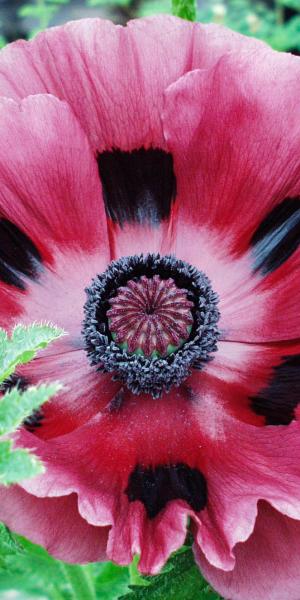 PAPAVER orientale 'Patty's Plum'