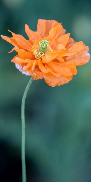 Papaver rupifragum