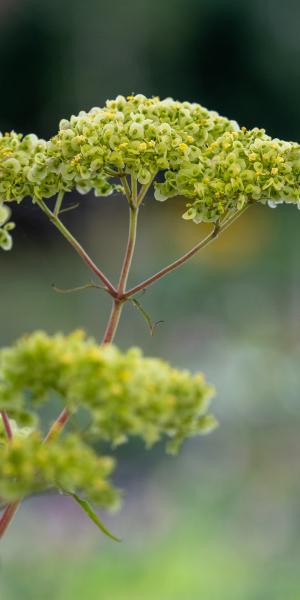 Patrinia aff. punctiflora seedhead