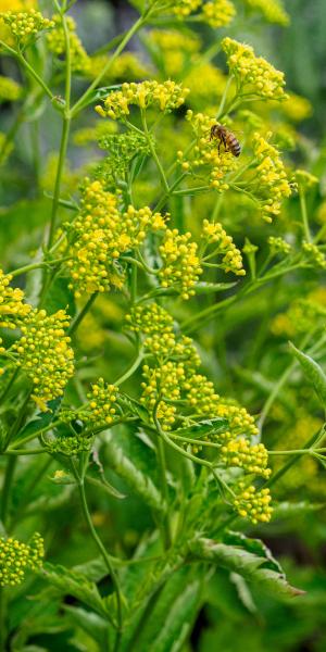 Patrinia triloba