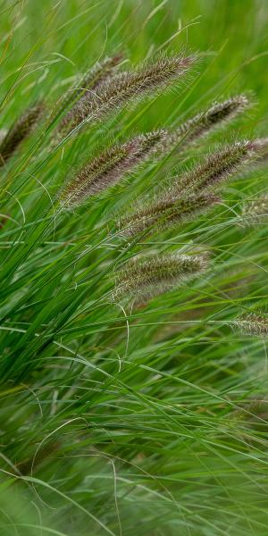 PENNISETUM alopecuroides 'Cassian's Choice' in late summer