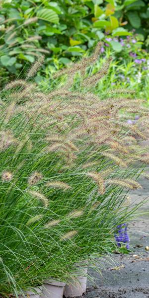 Pennisetum alopecuroides 'Hameln'