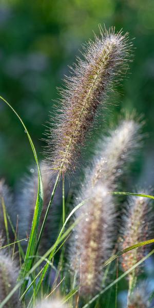 Pennisetum alopecuroides 'Red Head'