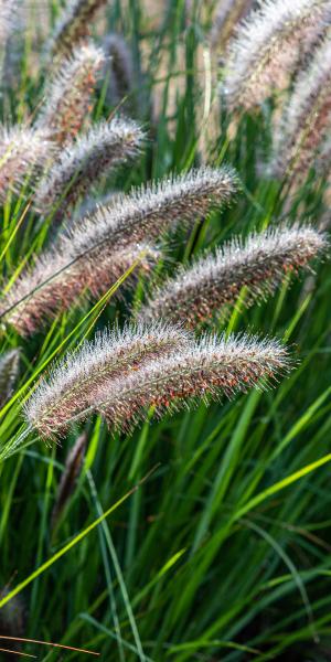 Pennisetum alopecuroides 'Red Head'