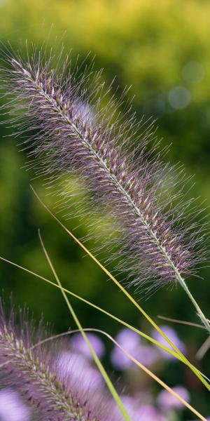 PENNISETUM alopecuroides 'Cassian's Choice' 