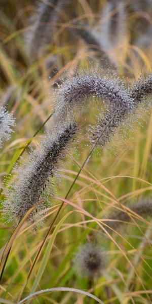 PENNISETUM alopecuroides 'Cassian's Choice'  in autumn