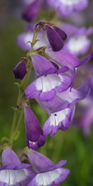 PENSTEMON 'Alice Hindley'