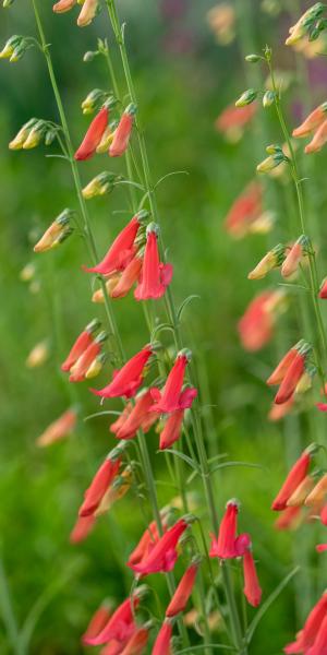 PENSTEMON barbatus 'Roseus'