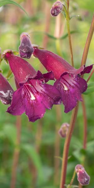 PENSTEMON 'Blackbird'