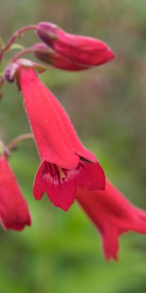 PENSTEMON 'Cherry'