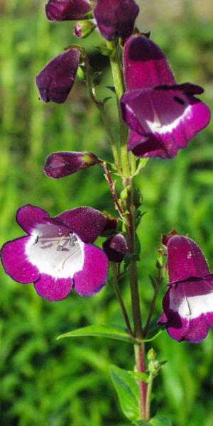 PENSTEMON 'Countess of Dalkeith'