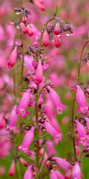 PENSTEMON 'Evelyn' 