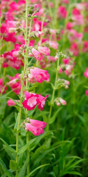 PENSTEMON 'Flamingo'