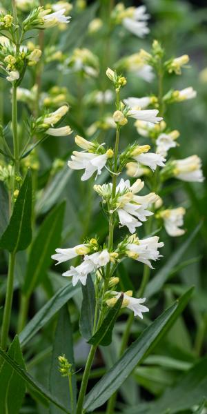 PENSTEMON glaber 'Roundway Snowflake'