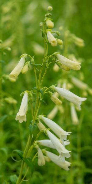 PENSTEMON hartwegii 'Albus'