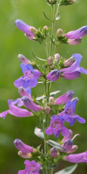 PENSTEMON heterophyllus 'Catherine de la Mare'