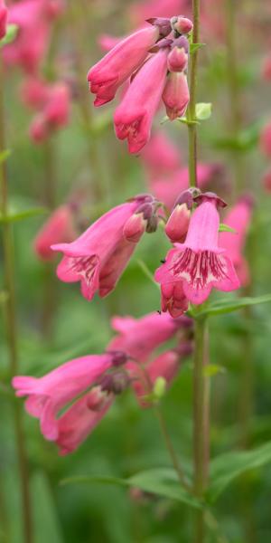 PENSTEMON 'Hidcote Pink'