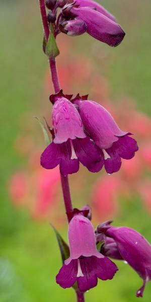 PENSTEMON 'Hidcote Purple'